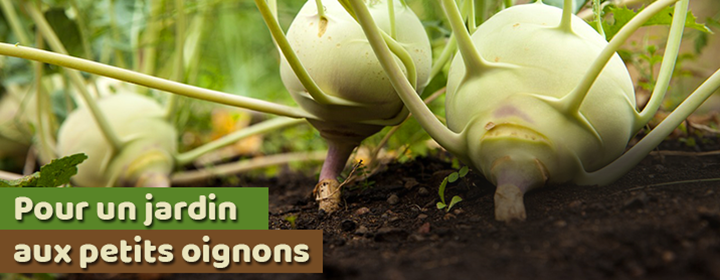 Pour un jardin aux petits oignons